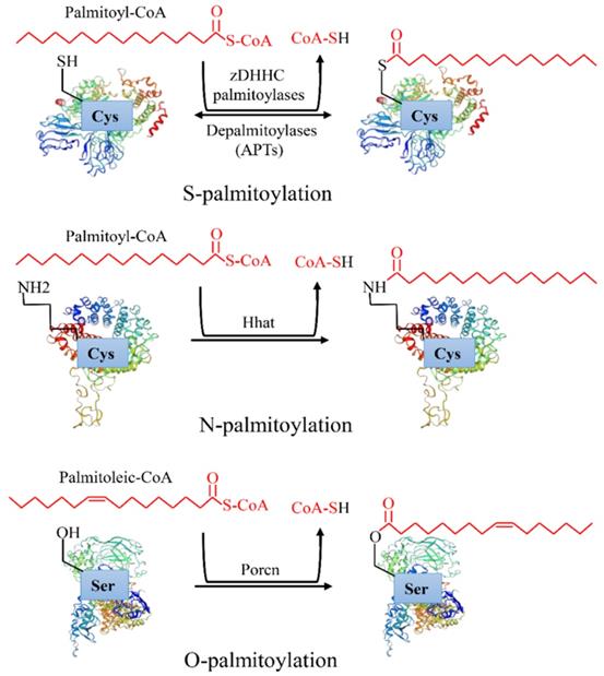 Int J Biol Sci Image