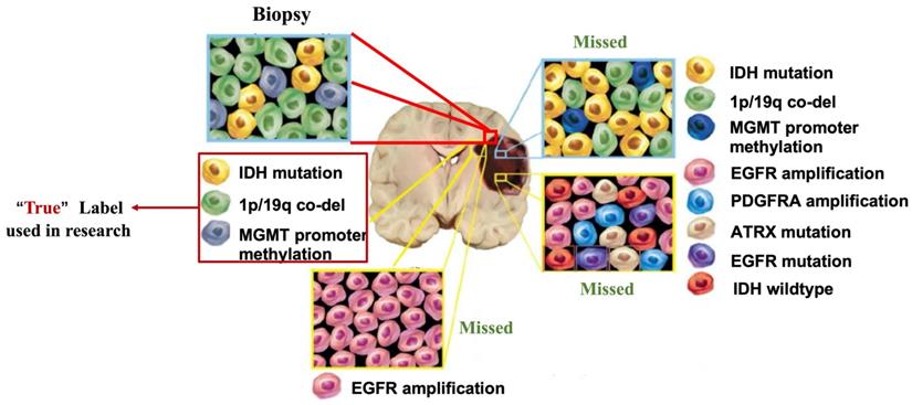 Int J Biol Sci Image