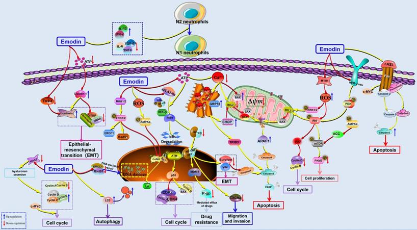 Int J Biol Sci Image