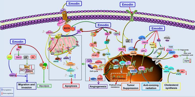 Int J Biol Sci Image