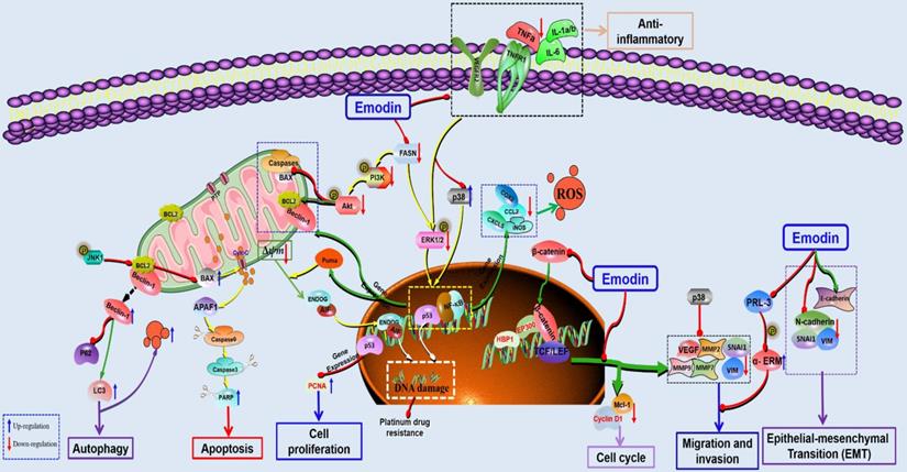 Int J Biol Sci Image