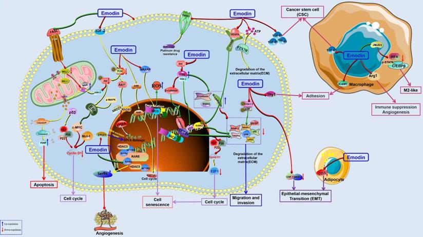 Int J Biol Sci Image