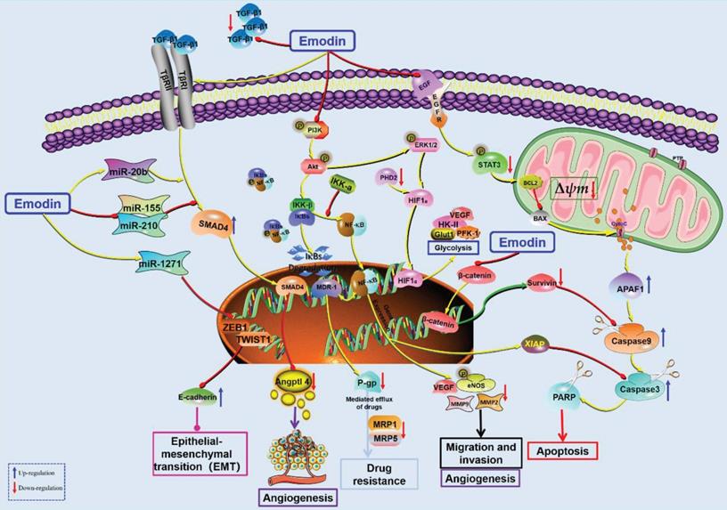 Int J Biol Sci Image