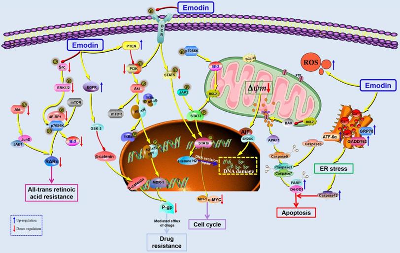 Int J Biol Sci Image