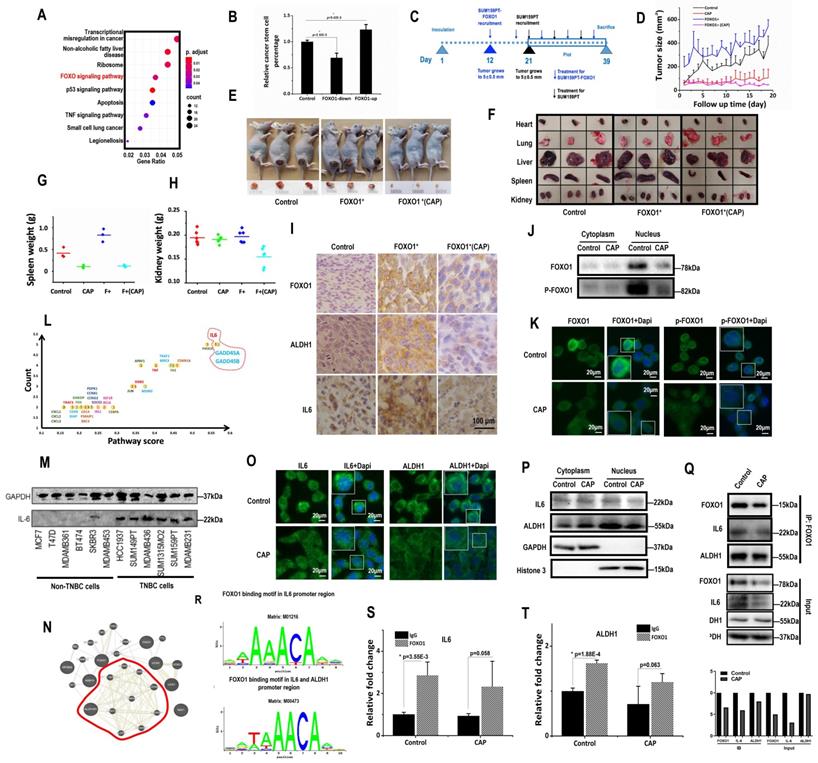 Int J Biol Sci Image