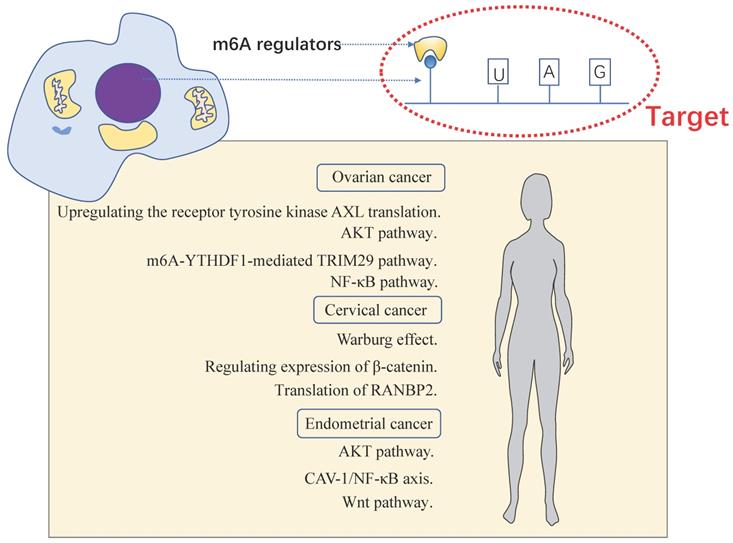 Int J Biol Sci Image