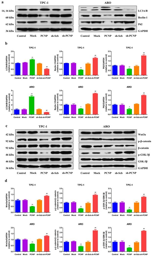 Int J Biol Sci Image