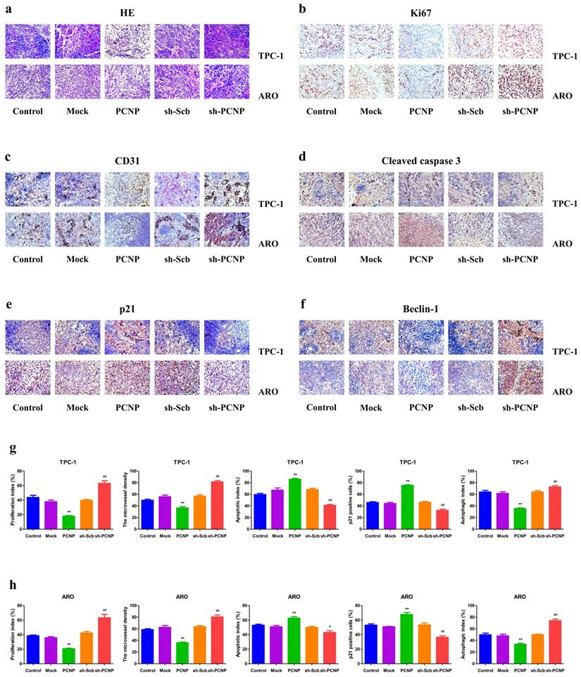 Int J Biol Sci Image