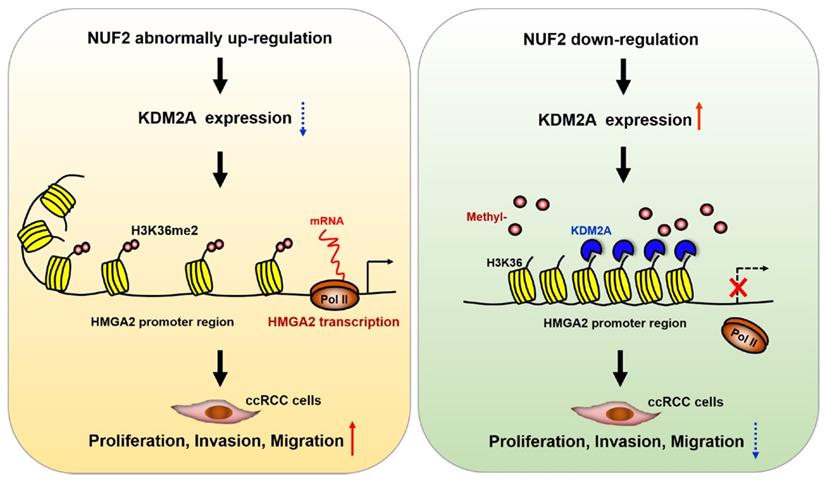 Int J Biol Sci Image