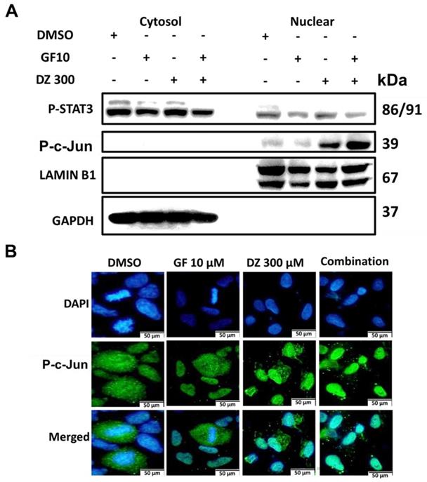 Int J Biol Sci Image