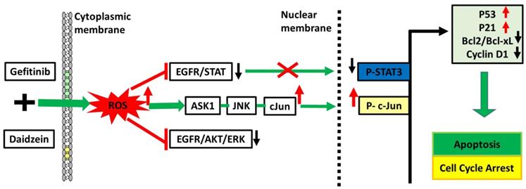 Int J Biol Sci Image