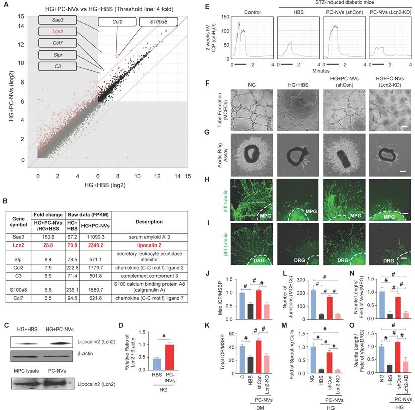 Int J Biol Sci Image