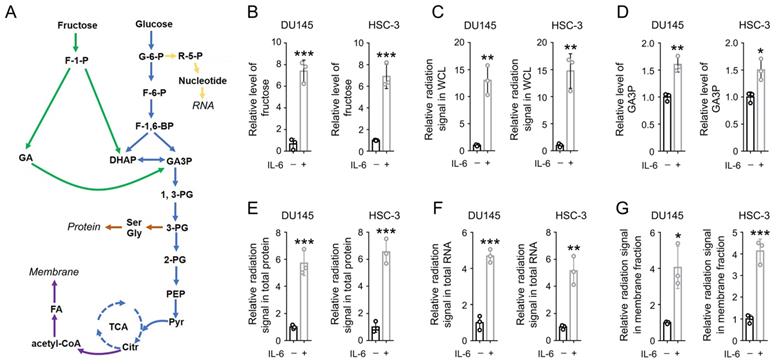 Int J Biol Sci Image