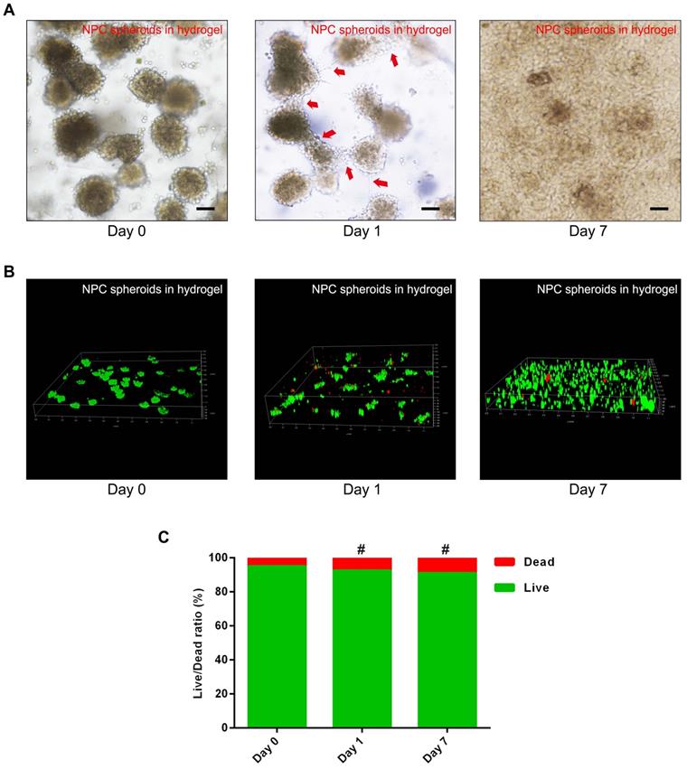 Int J Biol Sci Image