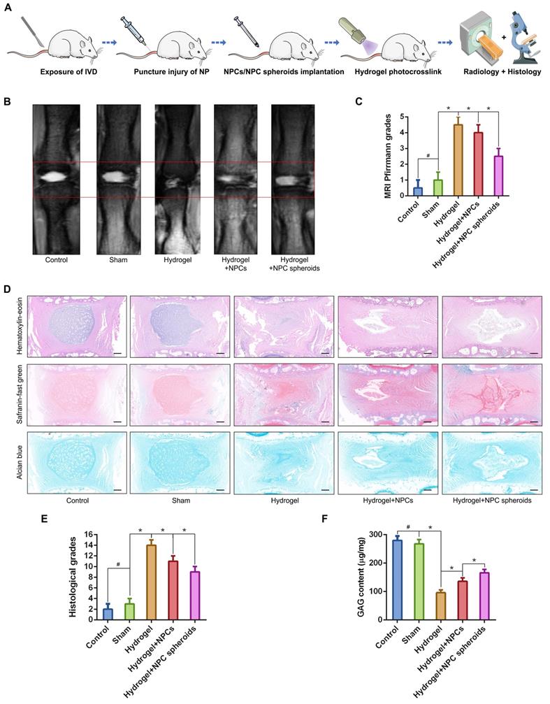 Int J Biol Sci Image