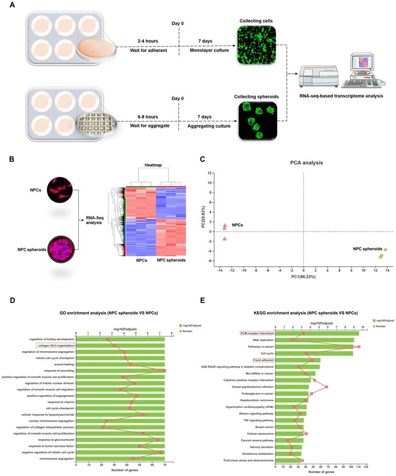 Int J Biol Sci Image