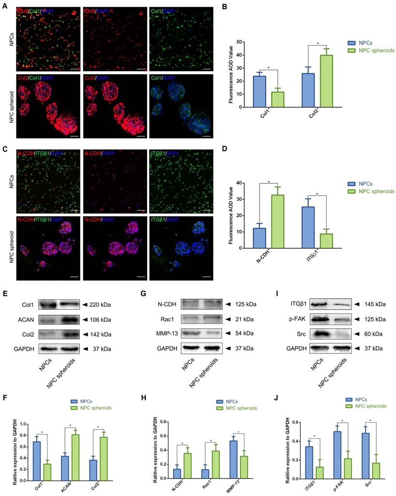 Int J Biol Sci Image