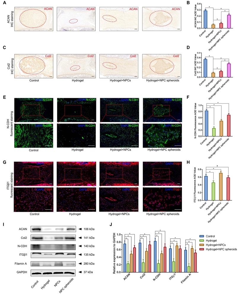 Int J Biol Sci Image