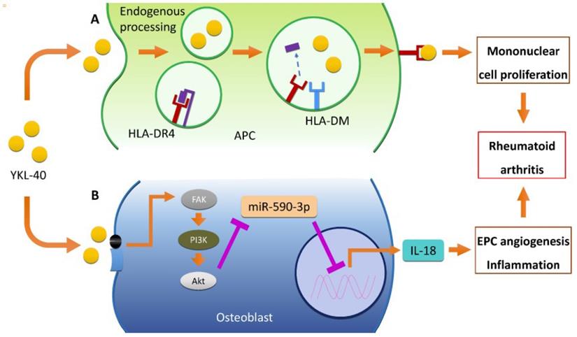 Int J Biol Sci Image