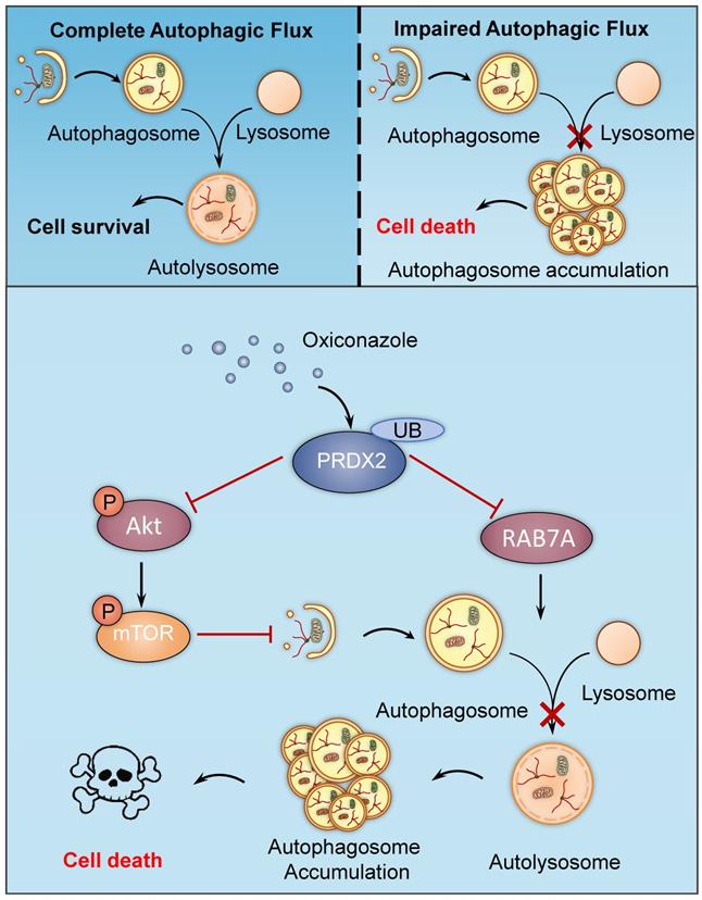 Int J Biol Sci Image