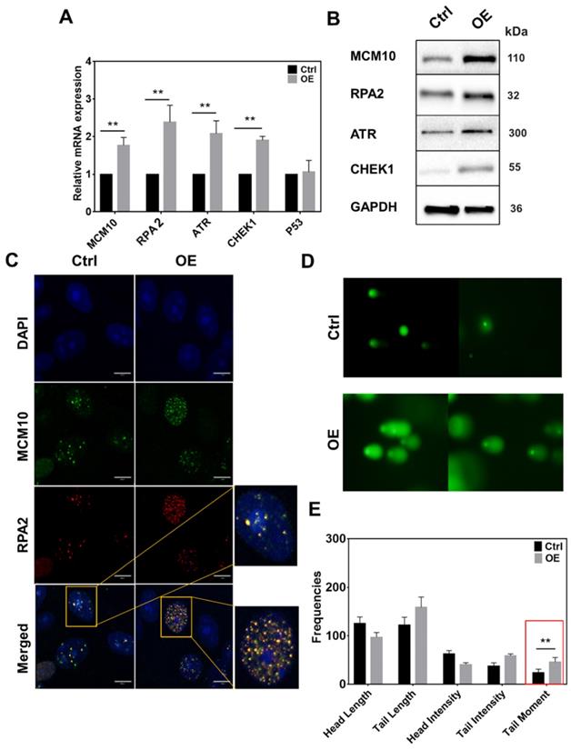 Int J Biol Sci Image