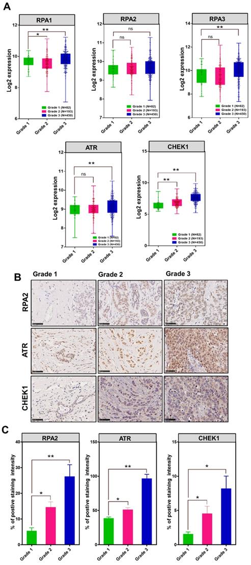 Int J Biol Sci Image