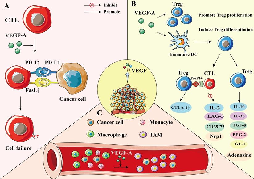 Int J Biol Sci Image