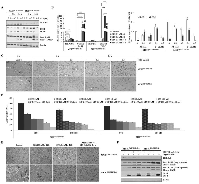 Int J Biol Sci Image