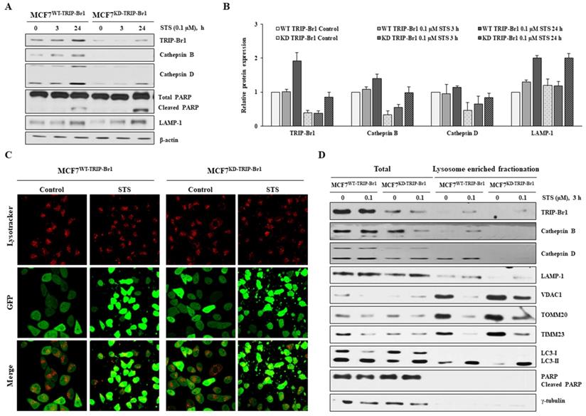 Int J Biol Sci Image