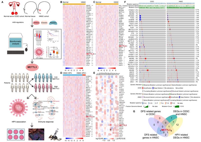 Int J Biol Sci Image