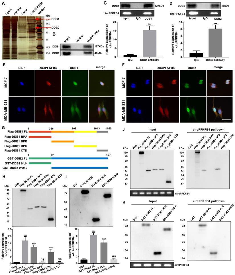 Int J Biol Sci Image