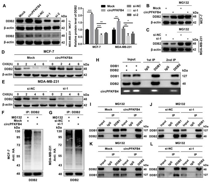 Int J Biol Sci Image