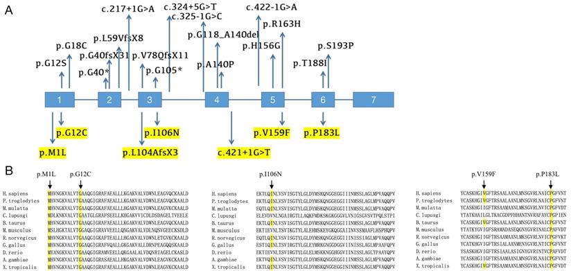 Int J Biol Sci Image