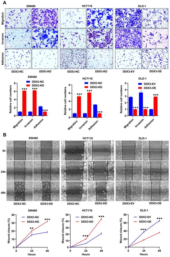 Int J Biol Sci Image