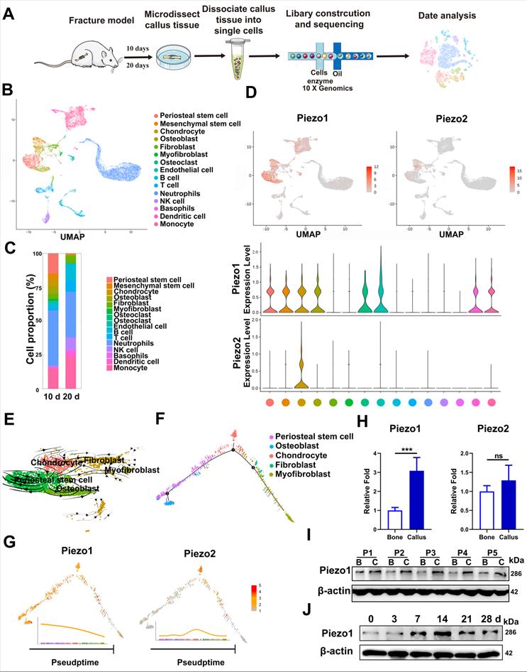 Int J Biol Sci Image