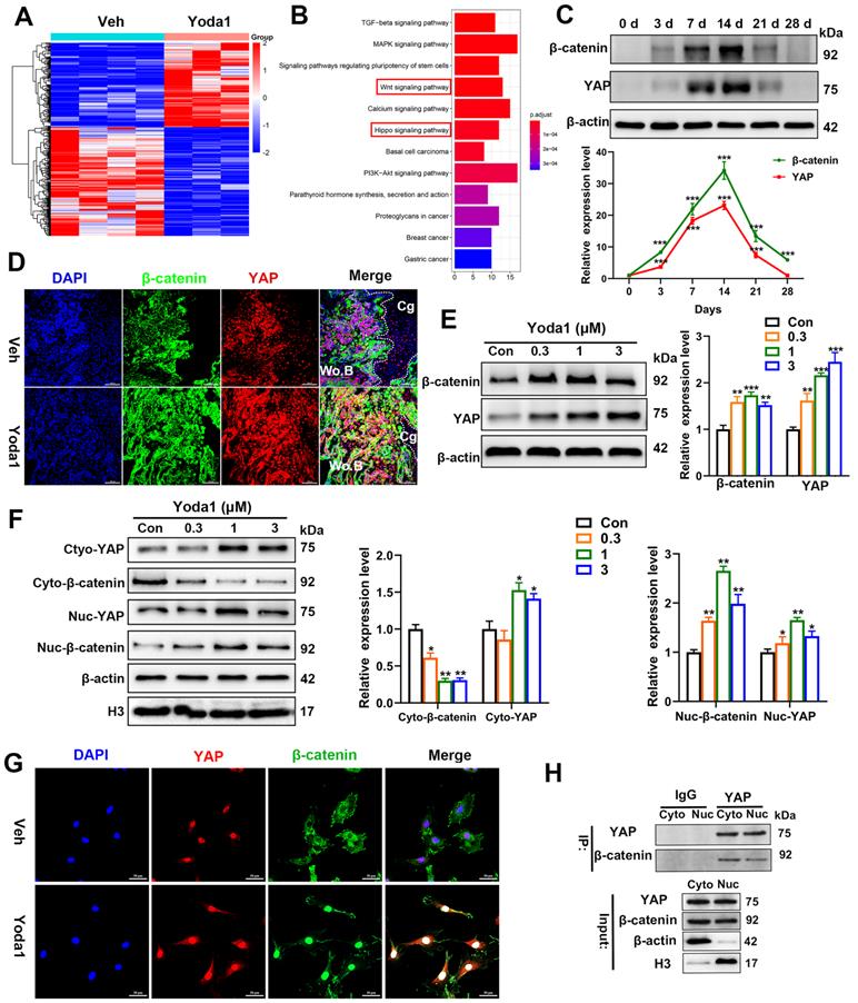 Int J Biol Sci Image