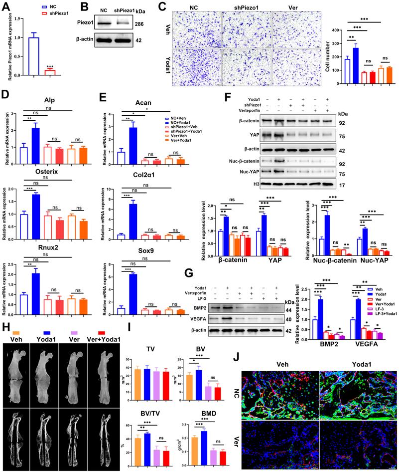 Int J Biol Sci Image