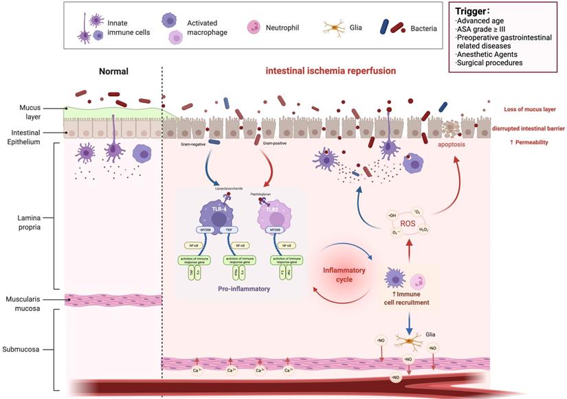 Int J Biol Sci Image