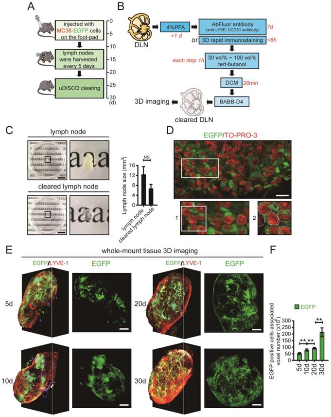 Int J Biol Sci Image