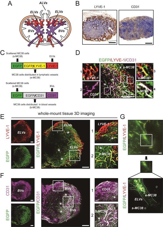 Int J Biol Sci Image