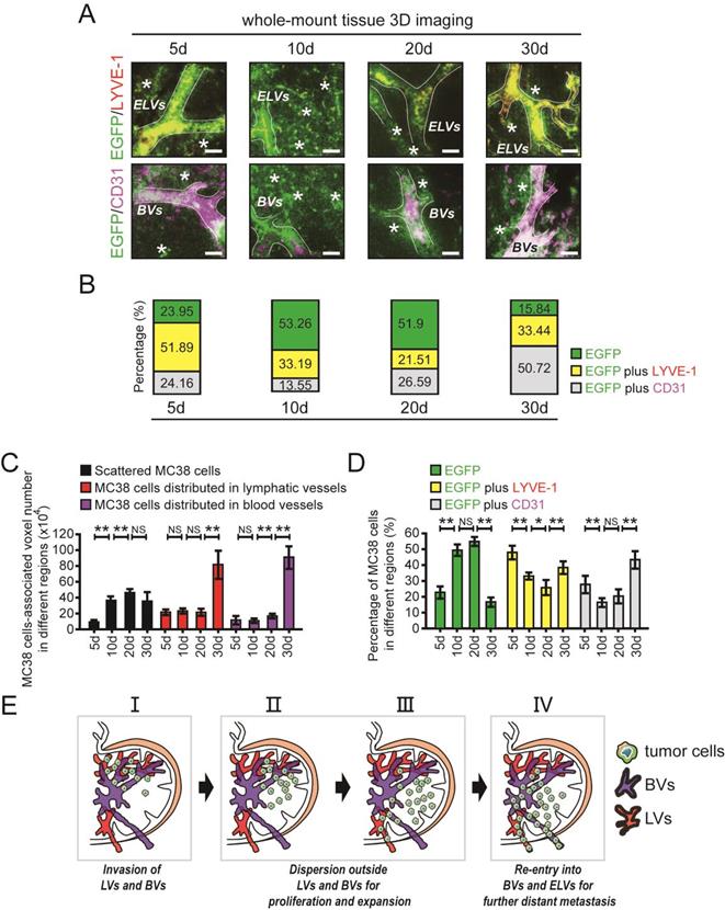 Int J Biol Sci Image