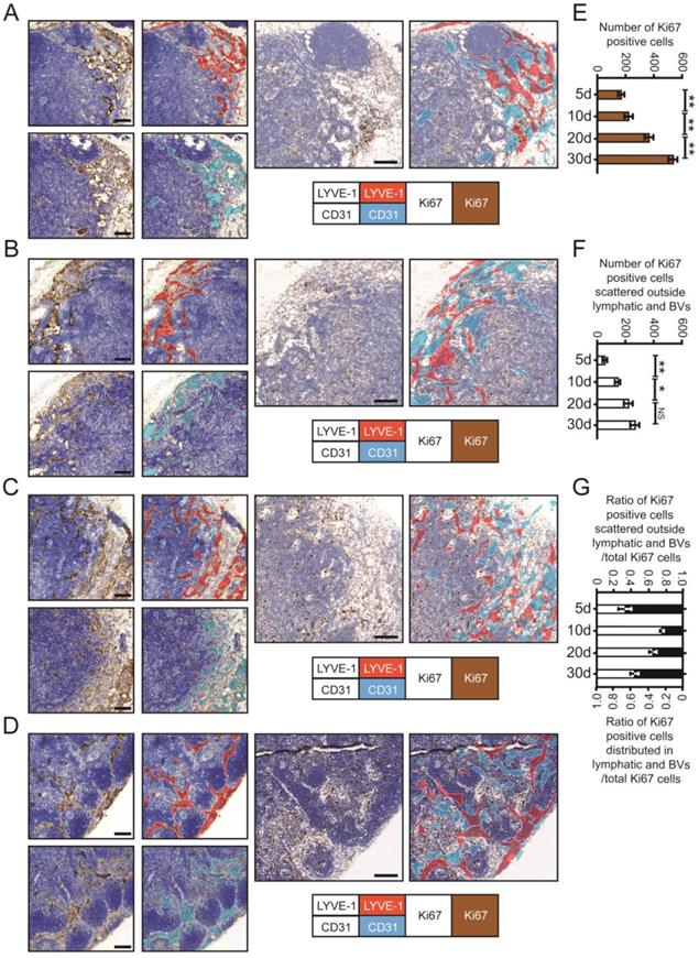 Int J Biol Sci Image