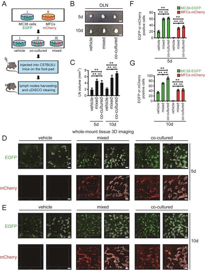 Int J Biol Sci Image