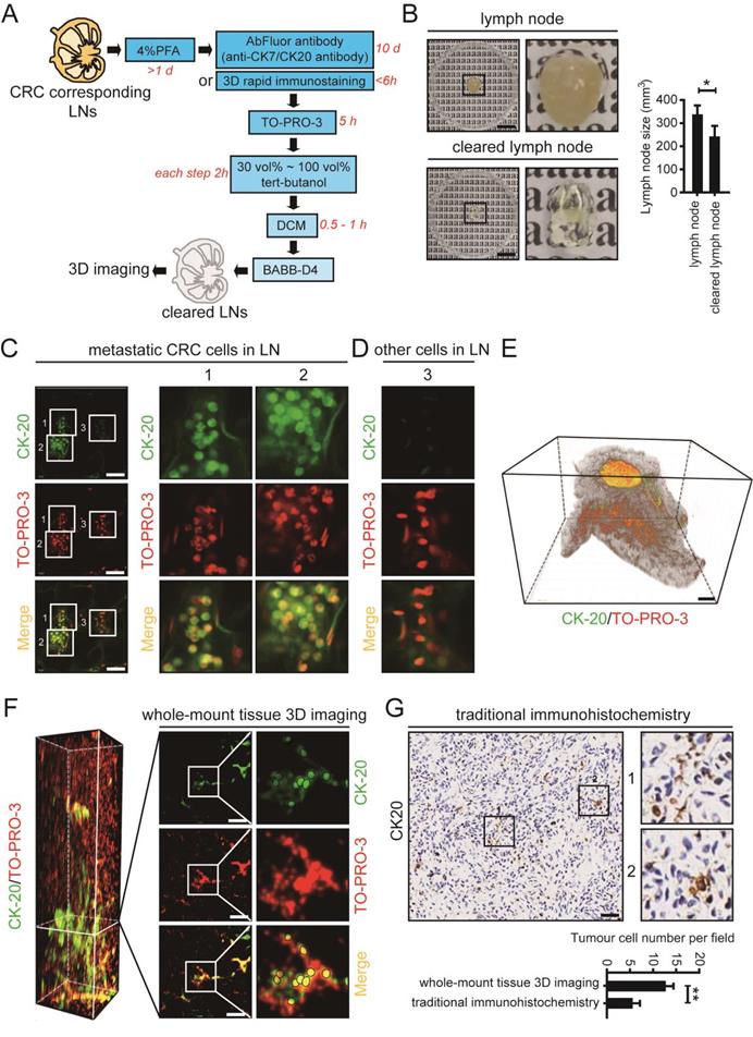 Int J Biol Sci Image