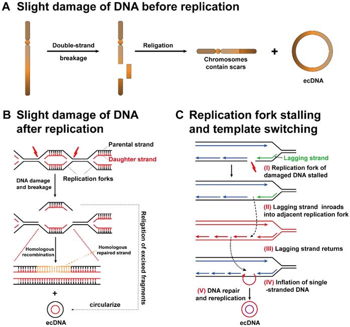 Int J Biol Sci Image