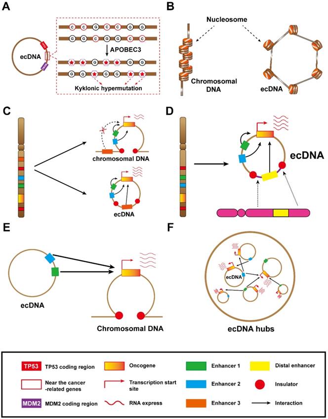 Int J Biol Sci Image