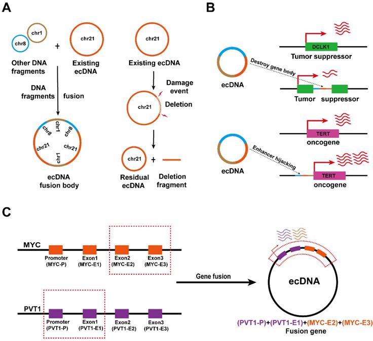 Int J Biol Sci Image