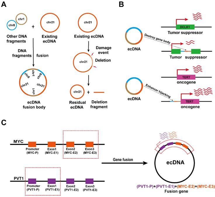 Int J Biol Sci Image