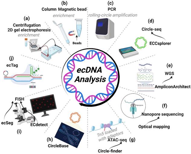 Int J Biol Sci Image