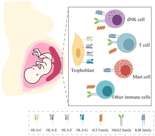 Int J Biol Sci Image